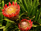 Protea sp