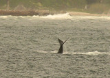 Southern Right Whale Eubalaena australis