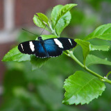 IMG_9616a.jpg