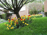2007-04-30 Tulips