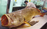 105 lb Golden Cash Tiger Fish