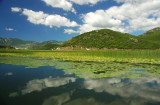 Skadarsko lake