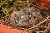 Dove chicks