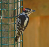 Downy Woodpecker