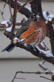 Winter Robin