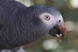 African Grey Parrot