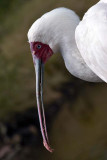 African Spoonbill