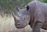 Black Rhino
