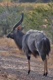 Male Nyala
