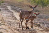 Female Nyala