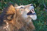 Do Lions Laugh?