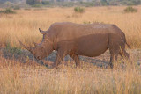 White Rhino