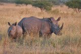 White Rhino