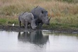 White Rhino