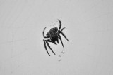 Bark Spider