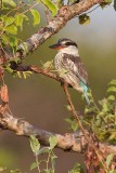 Striped Kingfisher