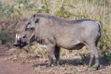 Warthog