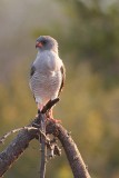 Gabar Goshawk