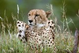 A watchful Eye at Rest