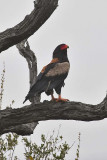 Bateleur
