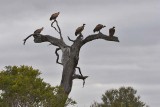 Vultures
