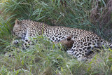 Leopard Nursery
