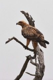 Tawny Eagle