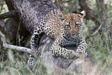 Young Leopard