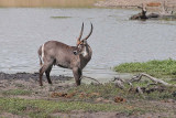 Male Waterbuck