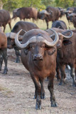 Cape Buffalo