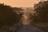 Morning Light