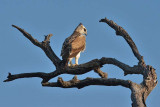 Marshall Eagle