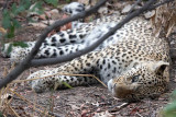 Sleepy Leopard