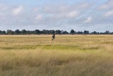 Lonely Giraffe