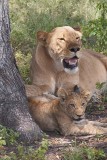 Lion Mother & Cub