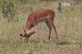 Young Impala Practicing His Fighting Moves