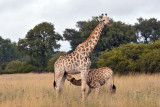 Giraffe Nursery