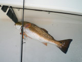 Redfish.jpg