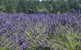 Lavender Farm 1