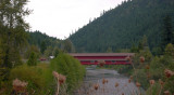 Covered bridge at Westfir