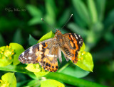 Painted Lady