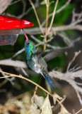 Male Broad-billed