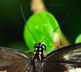 Close up of Giant Swallowtail