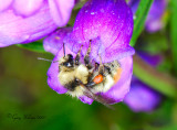 Bumble Bee on Flower (3)