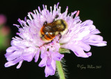 Bumble Bee on Flower (4)