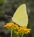 Yellow Sulfur