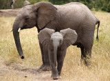 African elephants