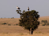 Secretary birds