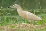 Ralreiger - Squacco heron - Ardeola ralloides