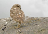 Holenuil - Burrowing Owl - Athene cunicularia nanodes